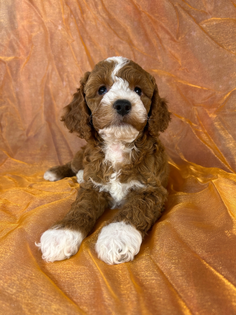 Male Cockapoo Puppy for Sale DOB 8-30-2026 $950